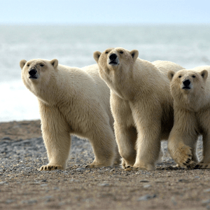 Is it springtime for Polar Bear Populations? Are scientists hiding good news?